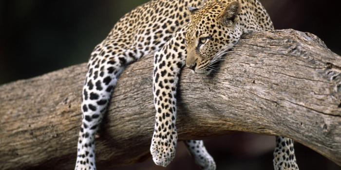 1999x1333 HD Animal Wallpapers