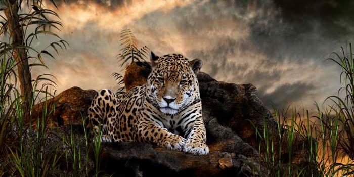 1920x1080 Jaguar animal wallpaper – Dazzling Wallpapers