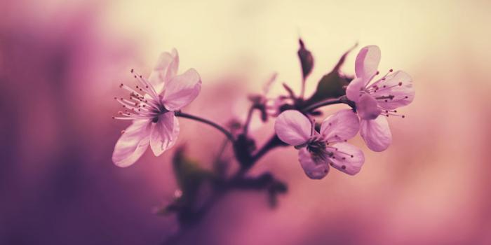 3576x2326 Cherry Blossoms HD wallpaper