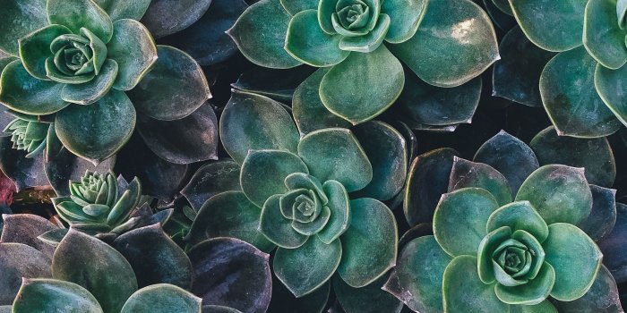 2560x1700 Free download Green Aesthetic Mac Wallpapers Top Green Aesthetic Mac  [2880x1800] for your Desktop, Mobile & Tablet | Explore 38+ Aesthetic Green  PC Wallpapers | Aesthetic Green PC Wallpapers, Wallpaper Aesthetic Green,  Aesthetic Wallpaper