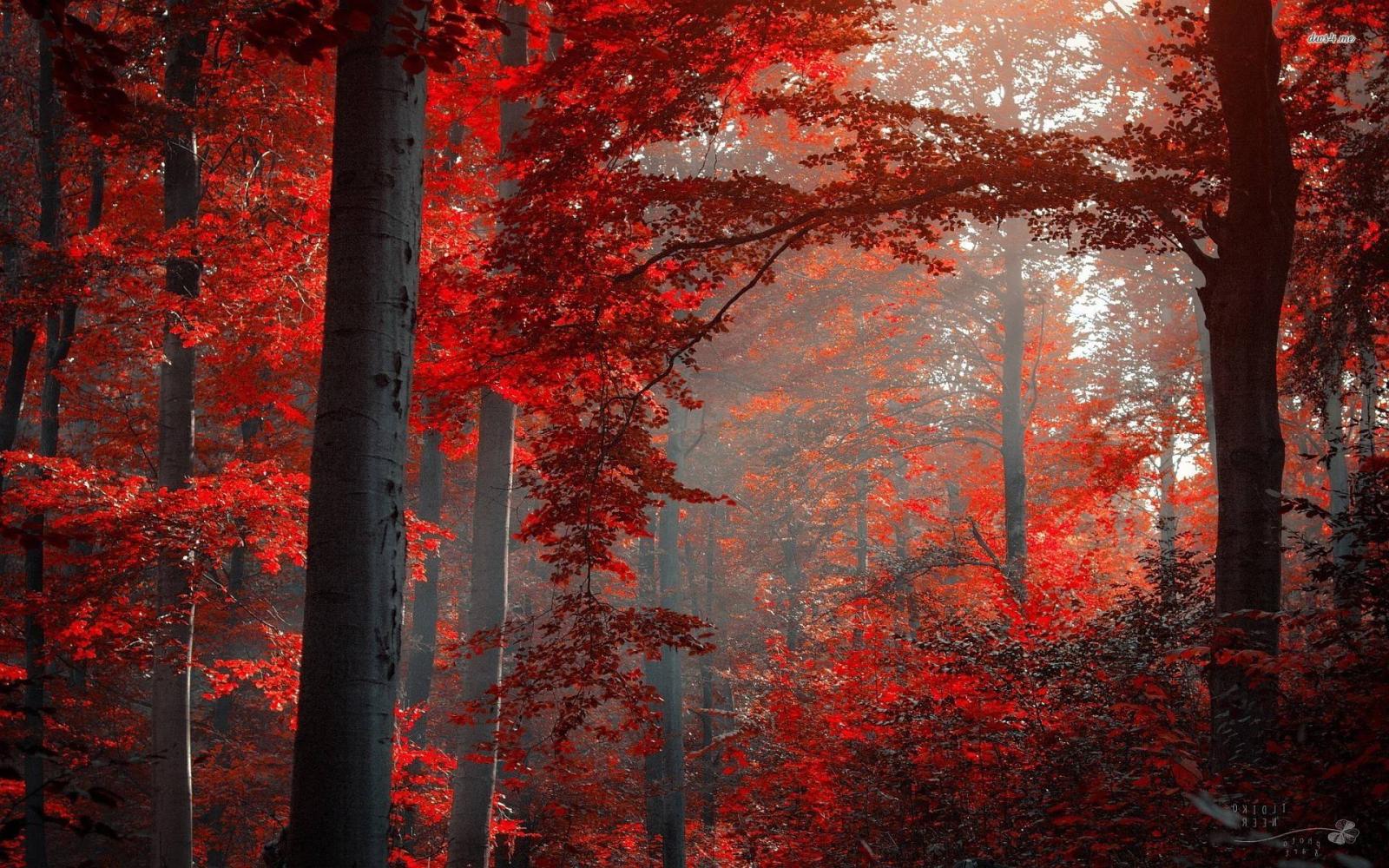 1920x1200 Red Nature Wallpapers