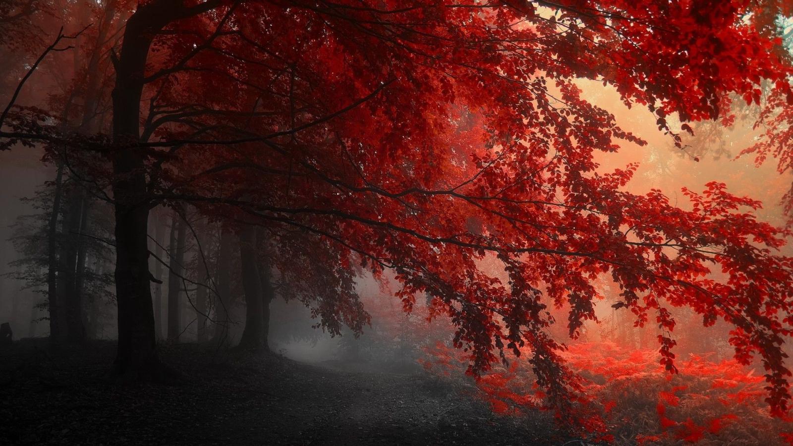 1920x1080 fall, Mist, Red, Nature Wallpapers HD / Desktop and Mobile Backgrounds