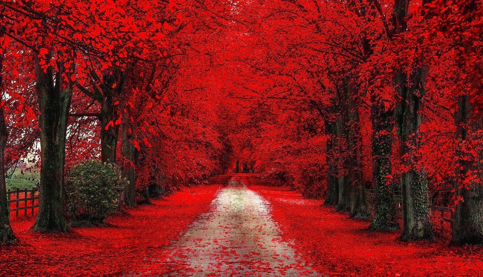 1920x1100 Free download Red Trees Nature HDWallpaperFX [1920x1100] for your Desktop,  Mobile & Tablet | Explore 64+ Red Nature Wallpaper | Hd Nature Wallpaper, Nature  Wallpaper 1920x1080, Spring Nature Wallpaper