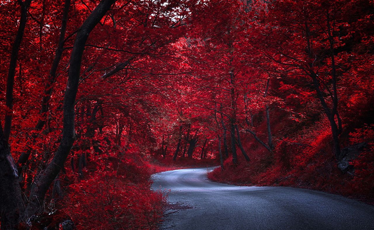 1280x787 Photo Red Nature Autumn Roads Trees