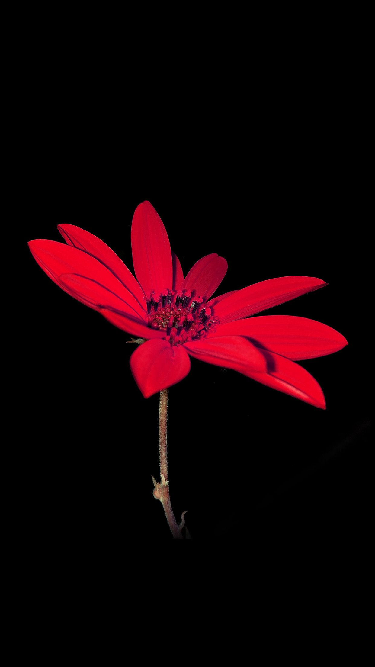1242x2208 Flower red nature art dark minimal simple Download Free HD Wallpapers for  iPhone 6, 6s, 7, 7s