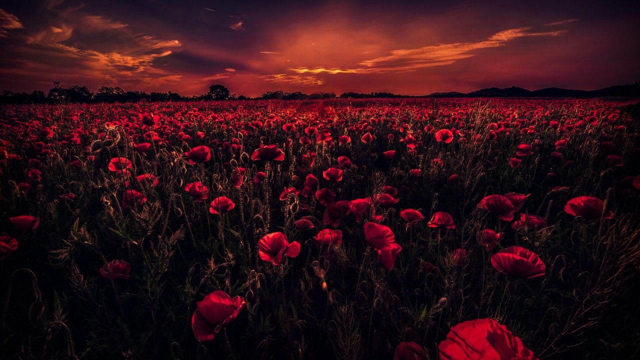 1280x720 Wallpaper Poppy Field, Sunset, Red poppies, HD, 5K, Nature, #3197 |  Wallpaper for iPhone, Android, Mobile and Desktop