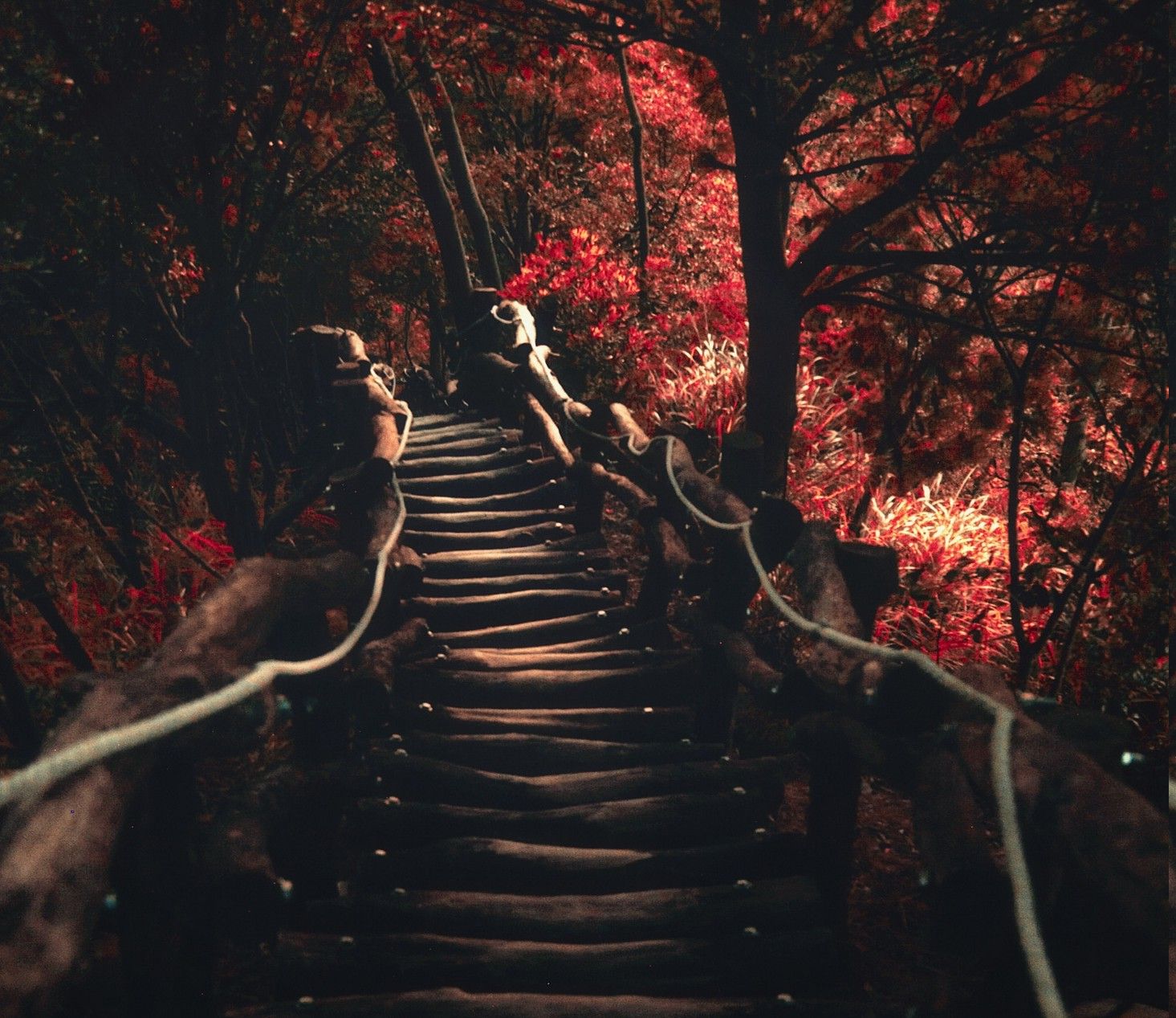 1465x1267 nature, Landscape, Dark, Path, Trees, Sunlight, Fall, Shrubs, Red  Wallpapers HD / Desktop and Mobile Backgrounds