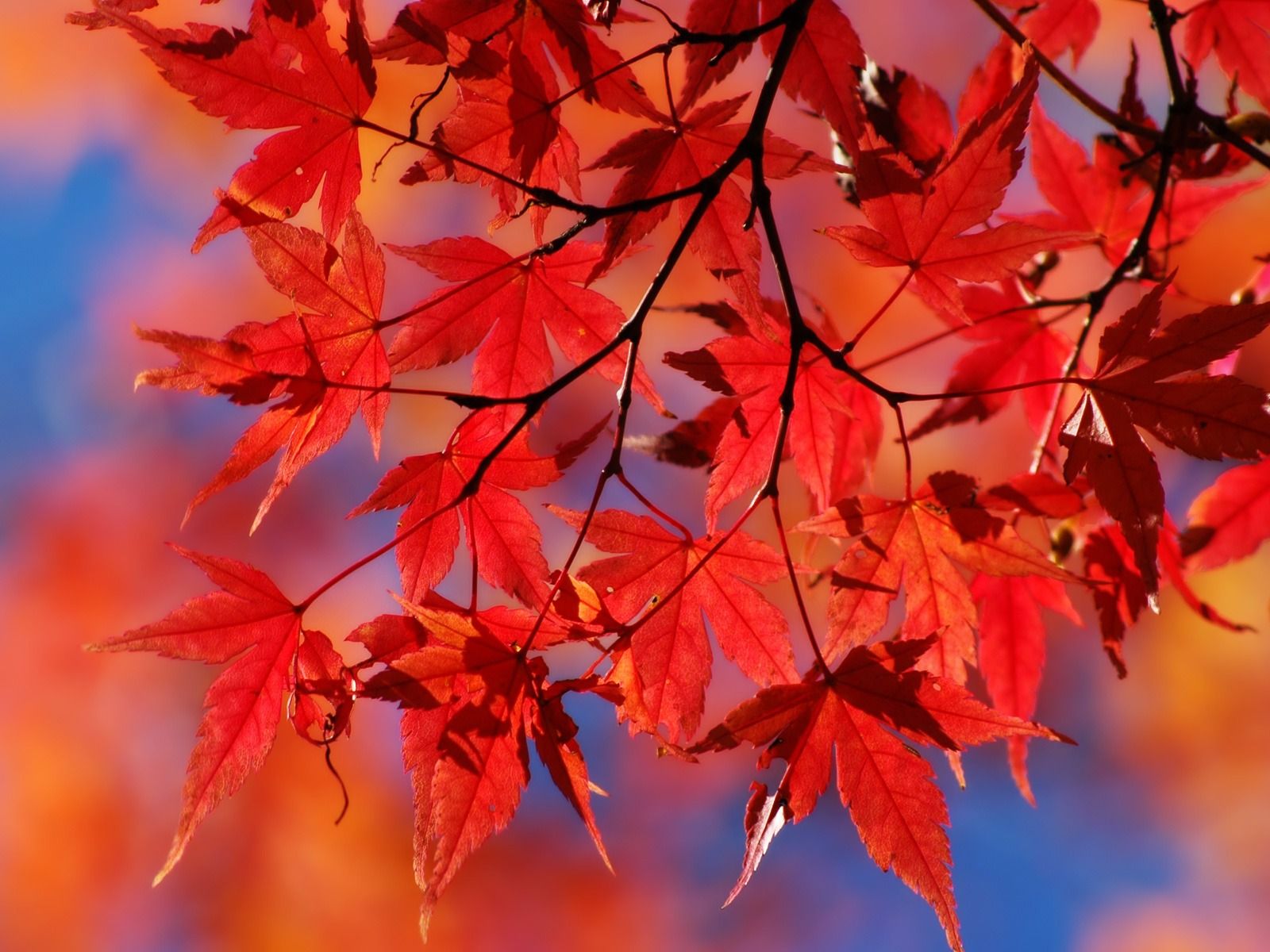 1600x1200 Red autumn leafs Wallpaper Autumn Nature Wallpapers in jpg format for free  download