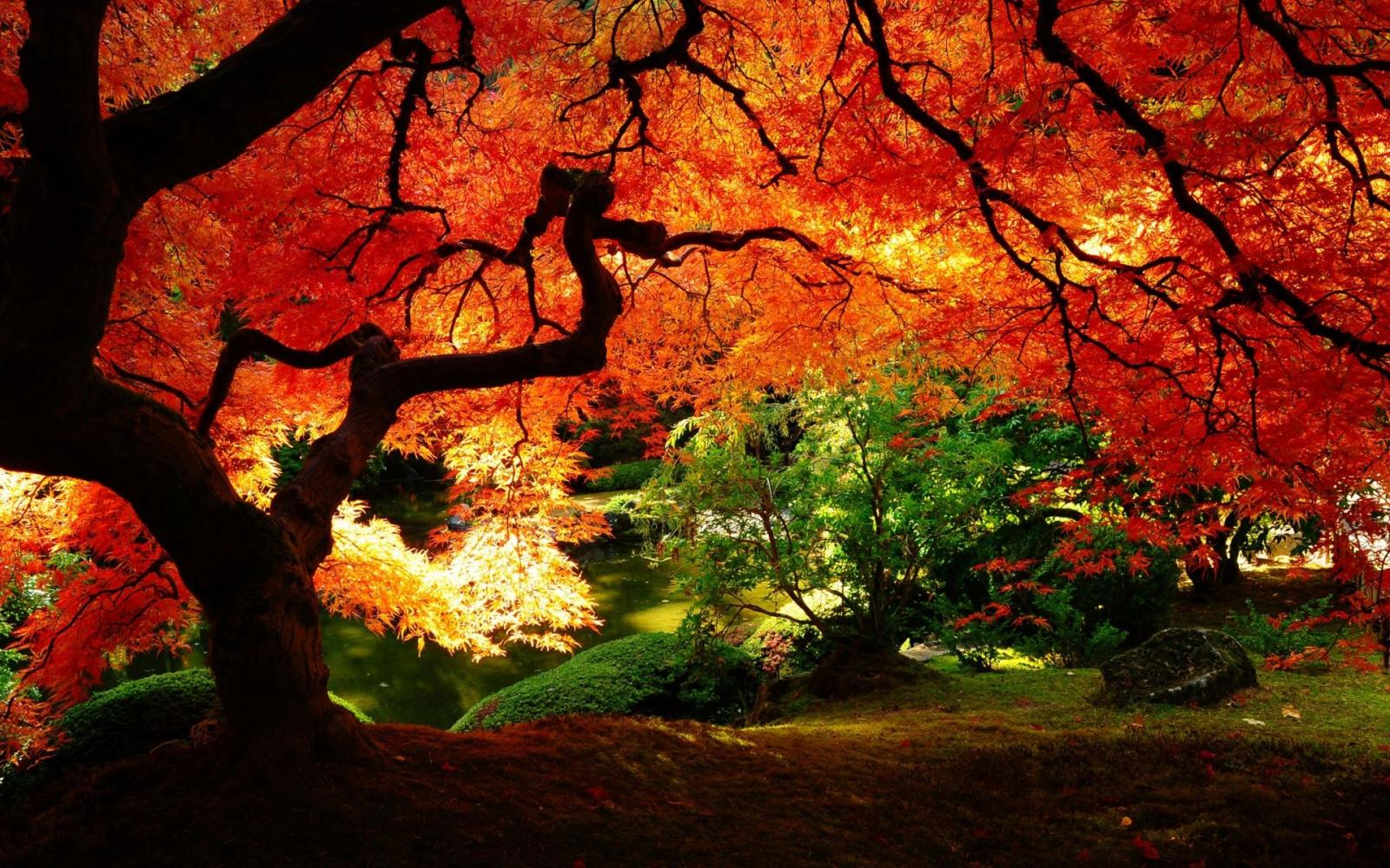 1920x1200 Beautiful Autumn Red Leaves Wallpapers - HD Wallpapers