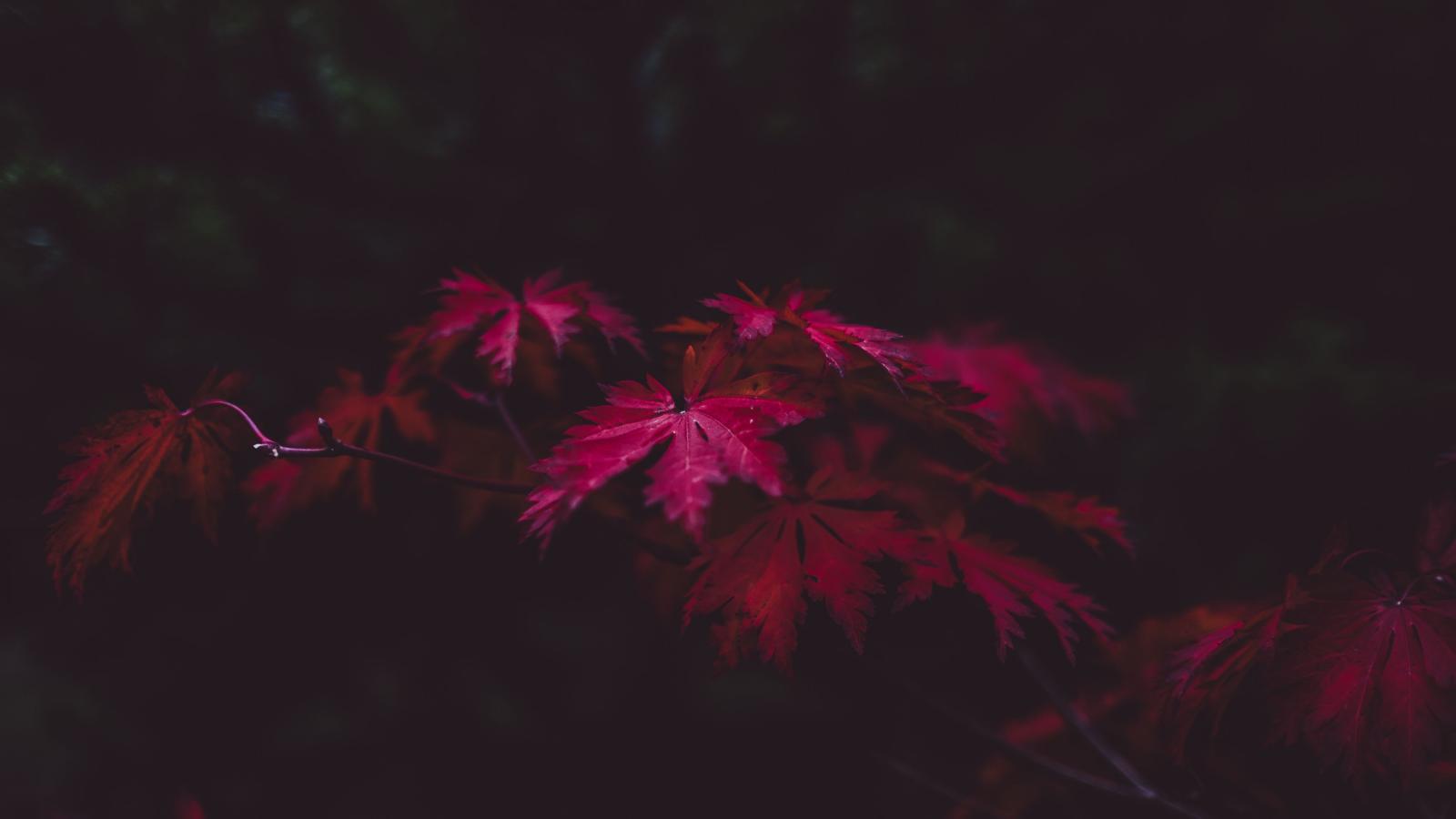 3840x2160 Wallpaper 4k Red Leaves 4k 4k-wallpapers, leaves wallpapers, nature  wallpapers, photography wallpapers