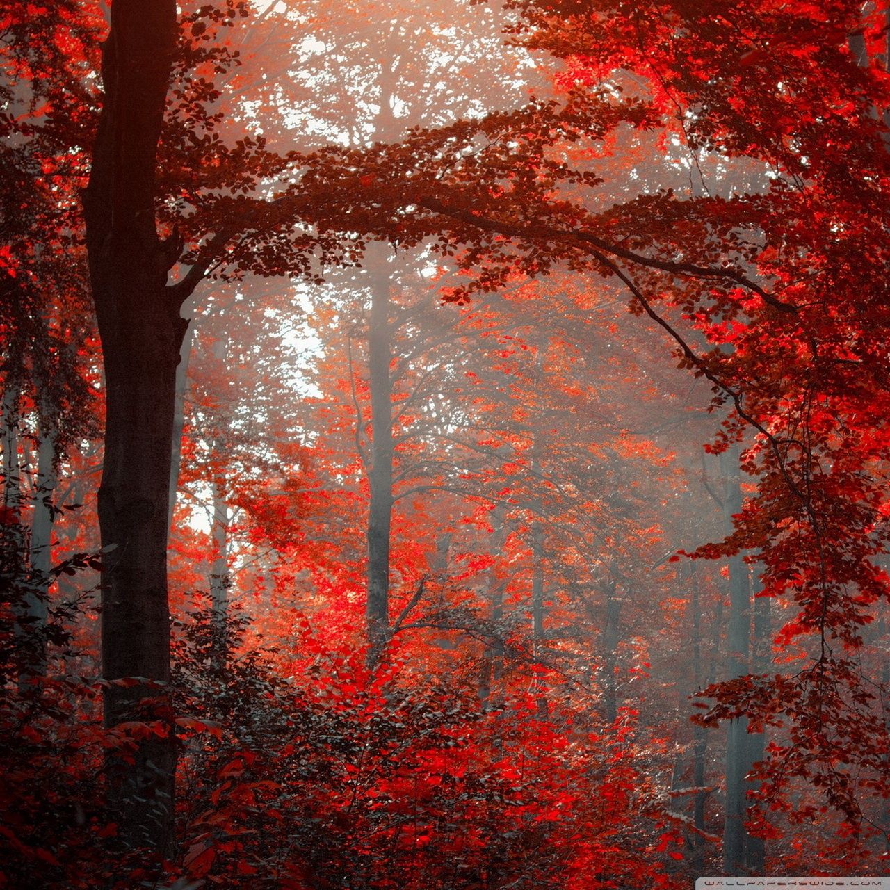 1280x1280 Red Forest Ultra HD Desktop Background Wallpaper for 4K UHD TV : Tablet :  Smartphone