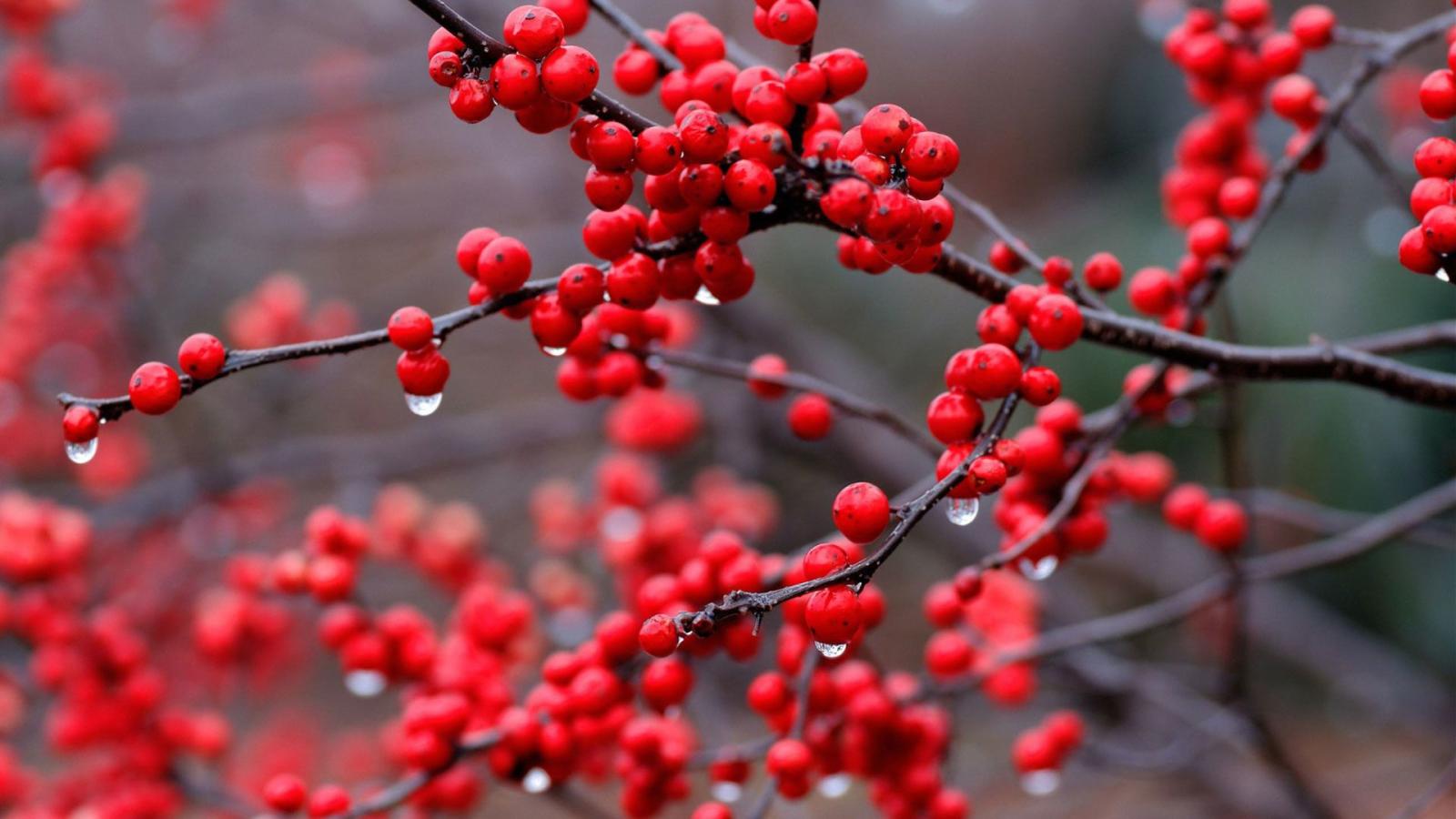 1920x1080 70+ Red HD Wallpapers 1080p