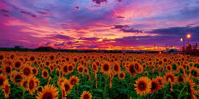 1920x1440 Sunflowers At Sunset Wallpapers
