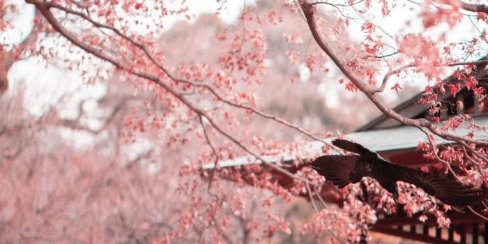 1000x1500 Cherry Blossom Wallpapers: Free HD Download [500+ HQ] | Unsplash