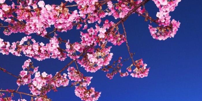 1080x1920 Cherry Blossom iPhone HD Wallpaper