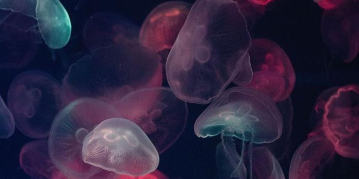 1170x2532 assorted color jellyfish painting iPhone 12 Wallpapers Free Download