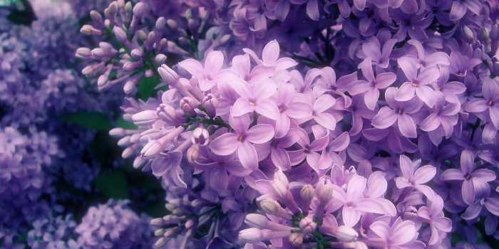 1920x1200 Lilac Wallpapers - Top Free Lilac Backgrounds - WallpaperAccess