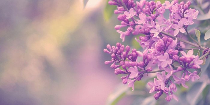 1600x1200 Lilacs Wallpapers