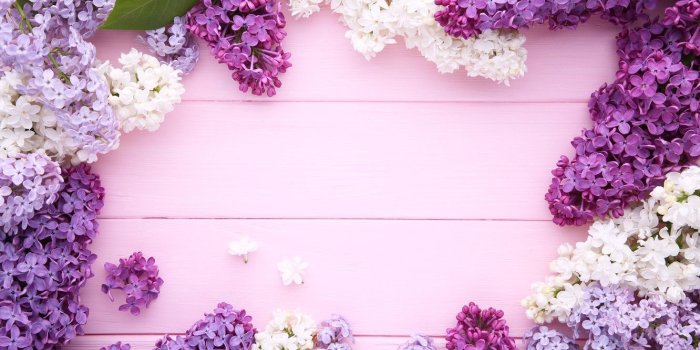 1332x850 Wallpaper flowers, background, wood, flowers, lilac, purple, lilac images  for desktop, section цветы - download