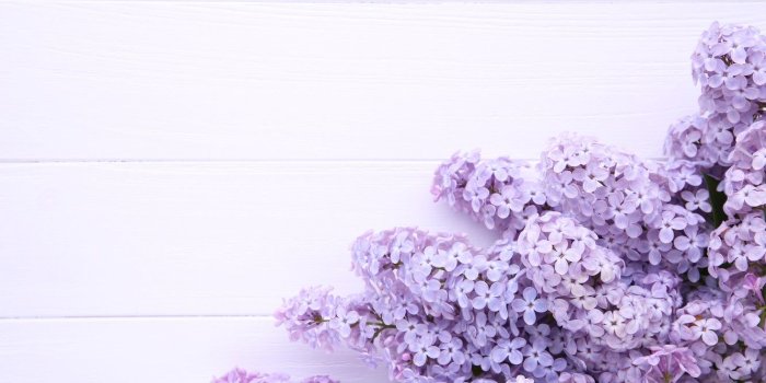 1332x850 Wallpaper flowers, background, wood, flowers, lilac, purple, lilac images  for desktop, section цветы - download