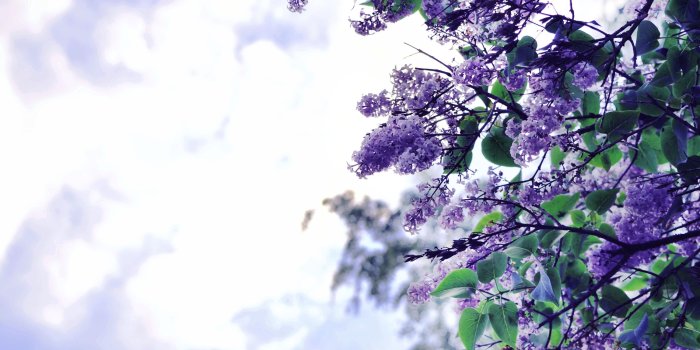 3000x2000 Lilac Flowers Tree, HD Flowers, 4k Wallpapers, Images, Backgrounds, Photos  and Pictures