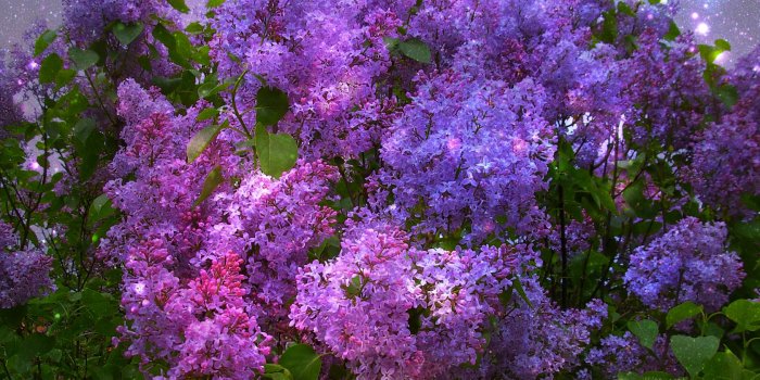 1680x1055 22+] Lilac Wallpapers on WallpaperSafari