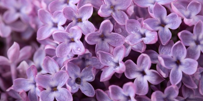 2560x1600 Lilac wallpaper | 2560x1600 | #51669