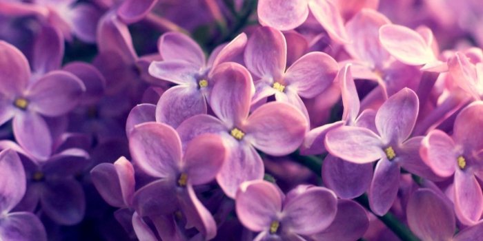 1280x804 Lilac Flowers wallpapers | Lilac Flowers stock photos