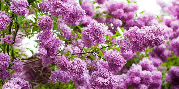 2560x1600 Best 24+ Lilac Desktop Backgrounds on HipWallpaper | Beautiful Widescreen  Desktop Wallpaper, Desktop Wallpaper and Naruto Desktop Backgrounds