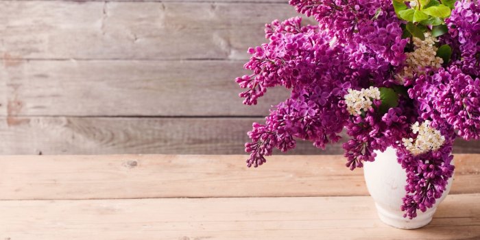 2560x1440 Lilac Flowers #6848889