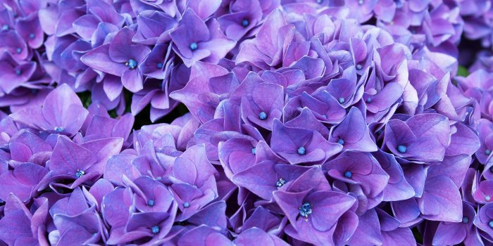 6000x3375 Violet Lilac Flowers 4K Wallpapers | Wallpapers HD