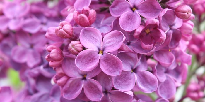 5120x2880 Wallpaper purple, 5k, 4k wallpaper, 8k, lilac, flowers, Nature #9661