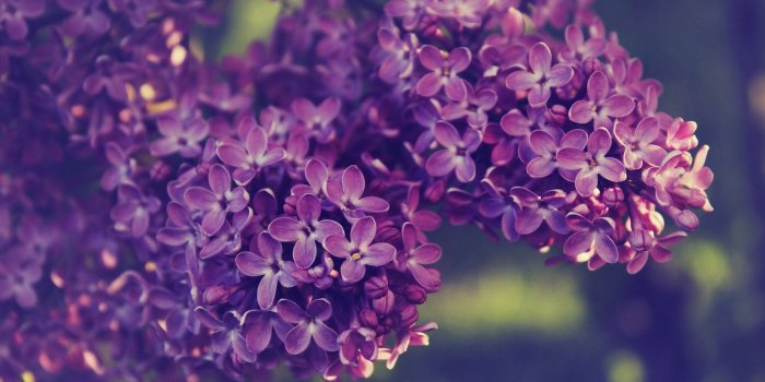 1680x1050 Purple Lilac Wallpaper 00485 - Baltana