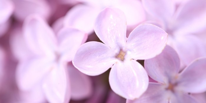 3840x2400 Related Wallpapers - Flower Wallpaper For Ipad Pro (#2049075) - HD Wallpaper  & Backgrounds Download