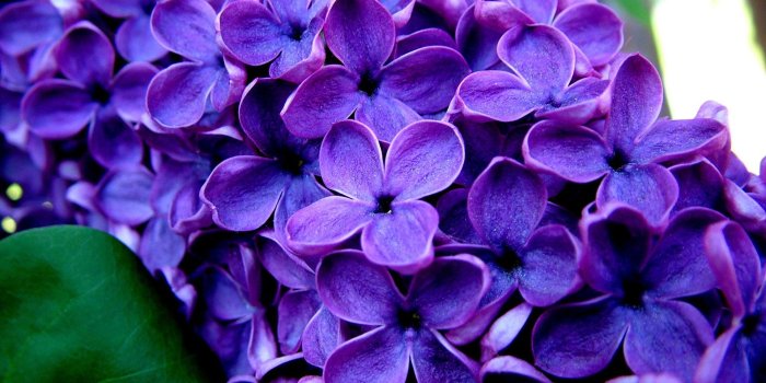 1920x1200 Best 41+ Background Purple Lilac on HipWallpaper | Lilac Wallpaper, Lilac  Color Code Geass Wallpapers and Lilac Color Wallpaper