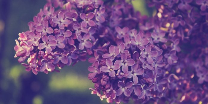 1920x1200 Lilac Desktop Wallpapers HD Wallpaper Backgrounds Of Your Choice Desktop  Background