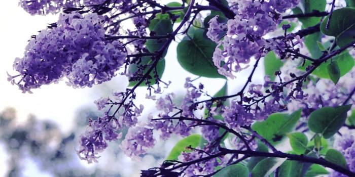 1280x2120 1280x2120 Lilac Flowers Tree iPhone 6+ HD 4k Wallpapers, Images,  Backgrounds, Photos and Pictures