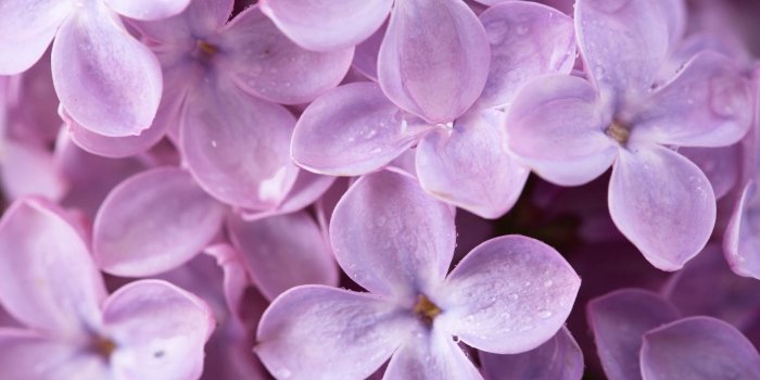 1920x1080 23 Lilac Wallpapers - WallpaperBoat