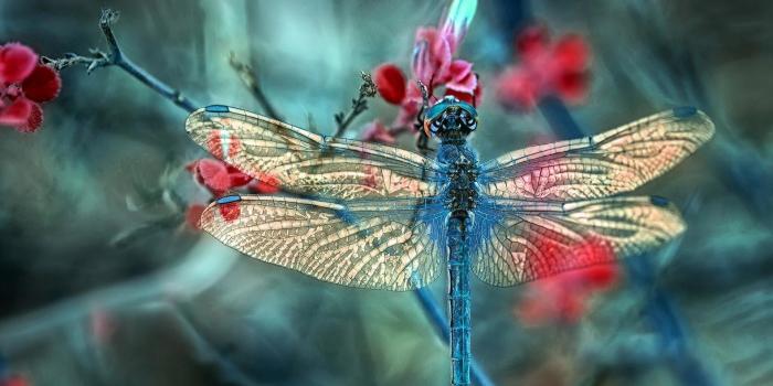 1920x1080 Dragonfly Wallpapers - Top Free Dragonfly Backgrounds - WallpaperAccess
