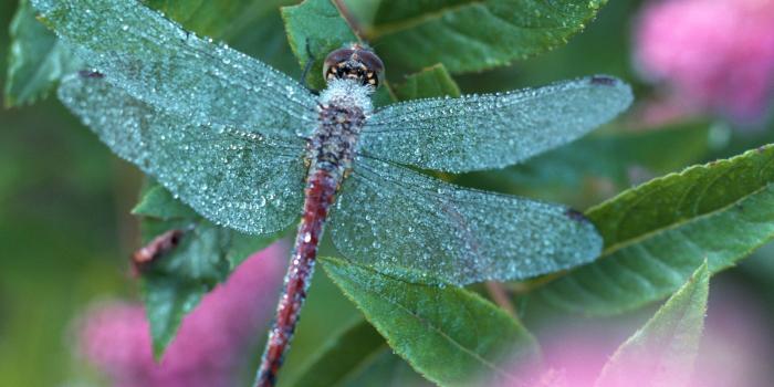 2950x2094 Beautiful Dragonfly Wallpaper | Gallery Yopriceville - High-Quality Images  and Transparent PNG Free Clipart