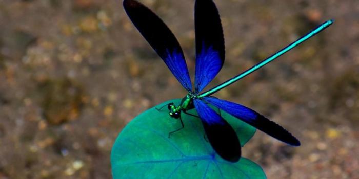 1024x768 49+] Free Dragonfly Screensavers and Wallpaper on WallpaperSafari