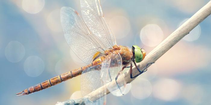 1920x1200 Dragonfly Wallpaper #6787281