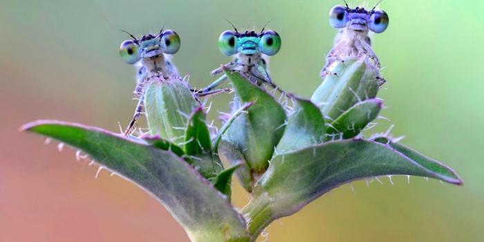 1368x846 Dragonfly Wallpaper | All HD Wallpapers Gallery