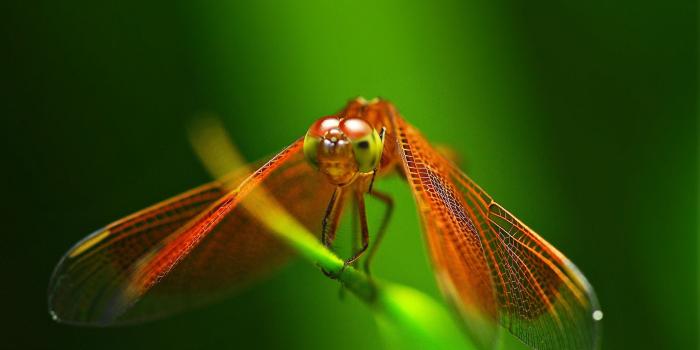2048x1360 254 Dragonfly HD Wallpapers | Background Images