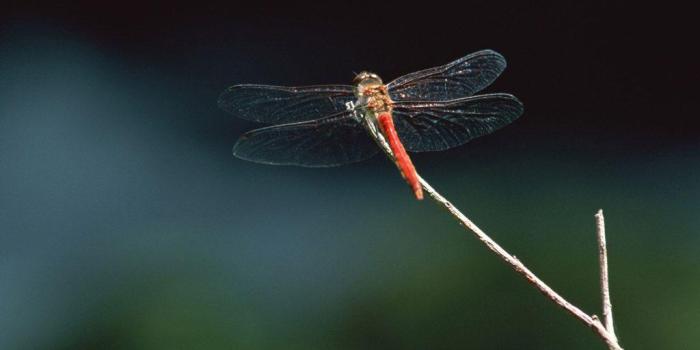 1024x768 Wallpapers Dragonfly