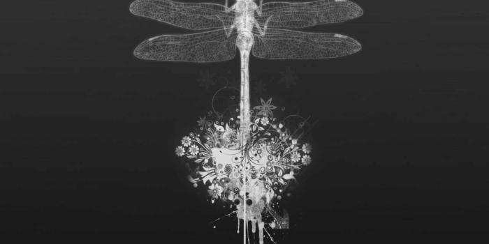 1280x1024 Hd Wallpapers Blog: Dragonfly Wallpapers