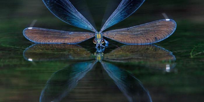 2560x1440 Pretty Dragonfly Backgrounds