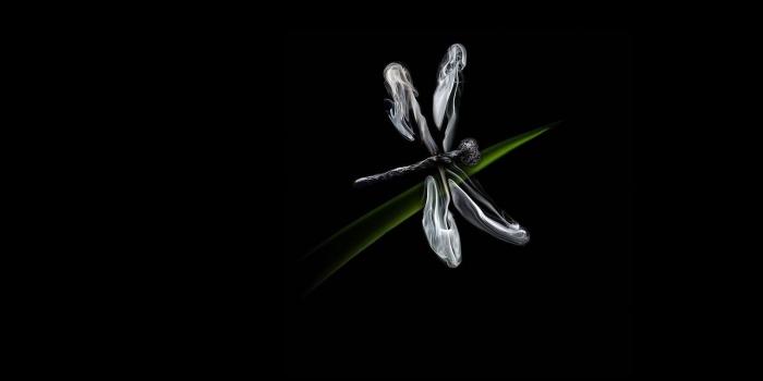 1922x1080 40+ DragonfLy Screensavers and Wallpaper