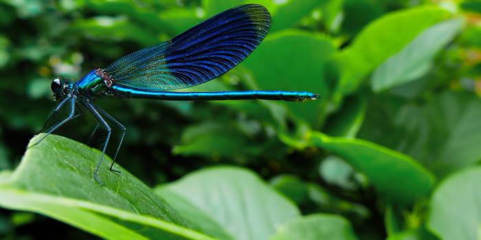 2560x1440 Dragonfly wallpapers 2560x1440 desktop backgrounds