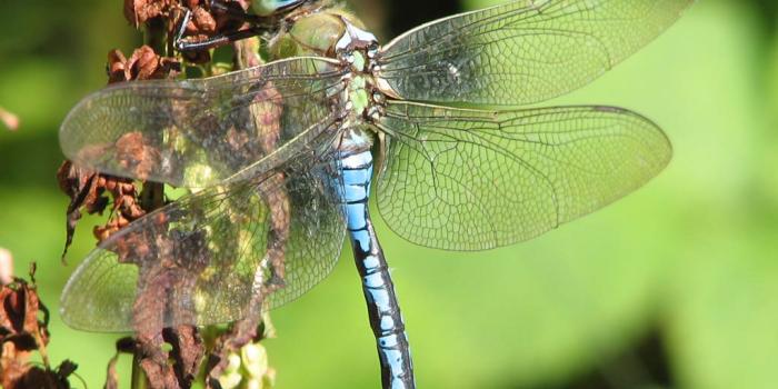 1024x768 Dragonfly Wallpapers - Animals Town